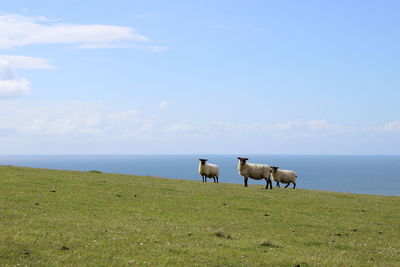 Cows grazing on field by sea against sky