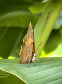 Close-up of butterfly on leaf