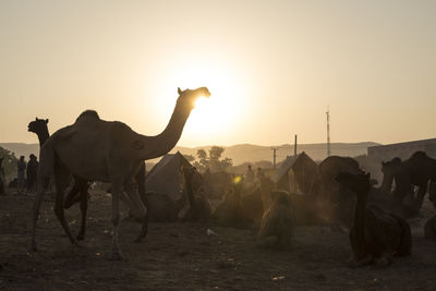 Life of camel in field in backlit scene at pushkar, india