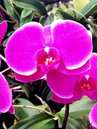 Close-up of pink flowering plant