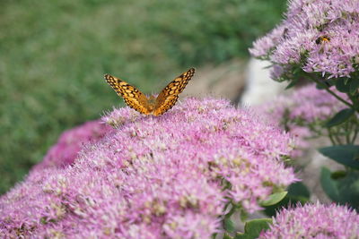 Butterfly on pink flowers