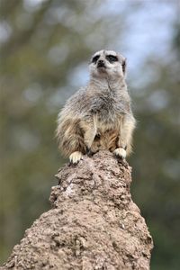 Low angle view of monkey on rock