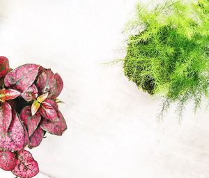 Close-up of pink flower plant against white background