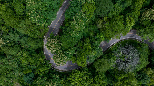 Aerial top view of road in green tree forest, top view from drone of rural road, mountains, forest.