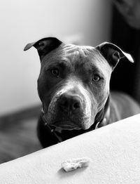 Close-up portrait of a amstaff dog at home