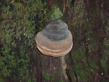 Close-up of tree trunk