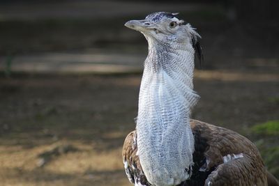 Close-up of peacock
