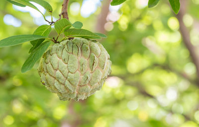 Close-up of fruit growing on tree