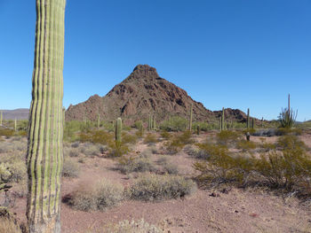 Scenic view of field against clear blue sky