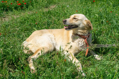 Dog relaxing on field