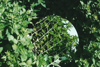 High angle view of leaves on tree