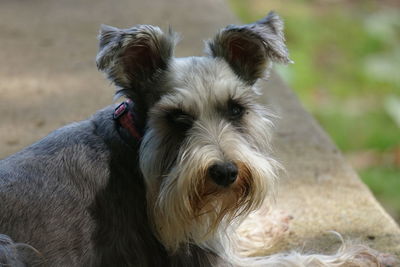 Close-up portrait of dog