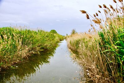 Canal amidst grass against sky