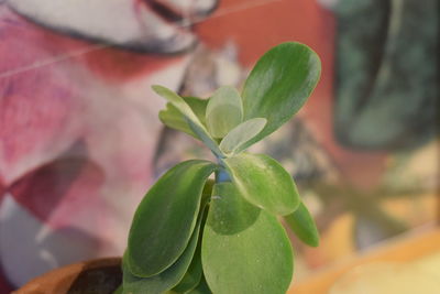 Close-up of fresh green plant