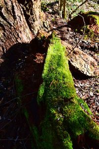 High angle view of moss growing on tree in forest