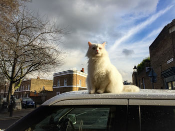 View of a cat looking away against building