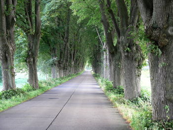 Road amidst trees in forest