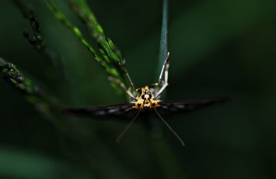 Close-up of insect