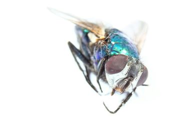 Close-up of insect over white background