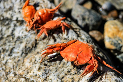 Close-up of crab