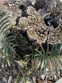 High angle view of dead plant on land