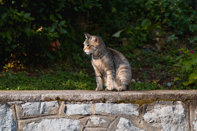 Close-up of cat