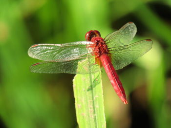 Close-up of dragonfly on leaf