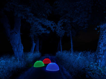 View of illuminated trees in the forest