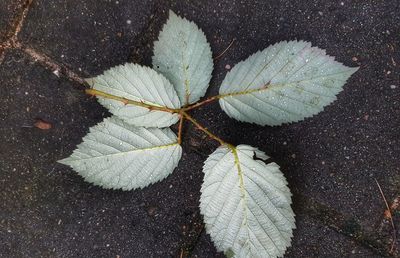 High angle view of leaves on plant during winter