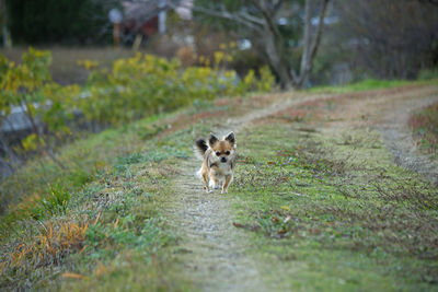 View of a dog on field