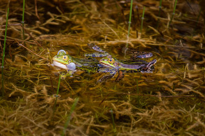 The pool frog or small green frog, in latin pelophylax lessonae in mating season