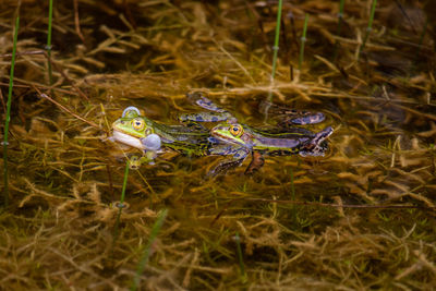 View of turtle in field