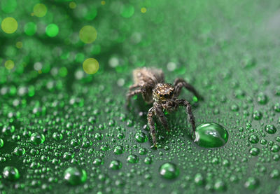 Jumper spider with water dew on green surfaces