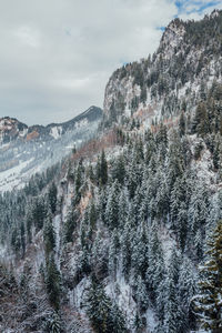 Pine trees on mountains against sky