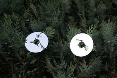 Close-up of plants against trees