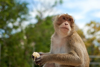 Close-up of monkey