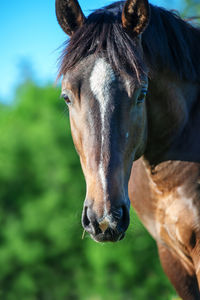 Close-up of horse standing outdoors