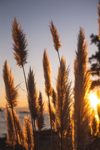 Close-up of stalks in field against sunset sky