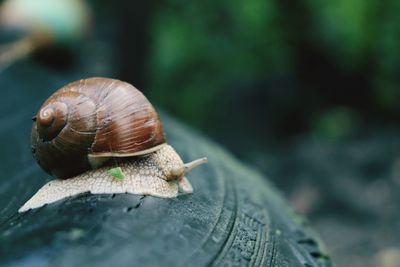 Close-up of snail