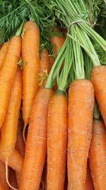 Excellent  agricultural product  carrots are good for health 