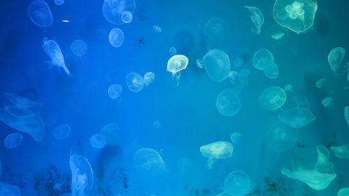 Jellyfish in sea