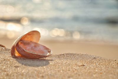 Close-up of shell on beach