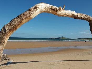 Driftwood on beach against clear blue sky