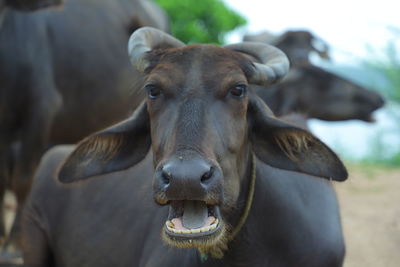 Close up of an indian domesticated buffalo. 