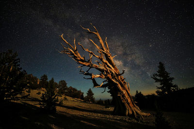 Trees on field against sky at night