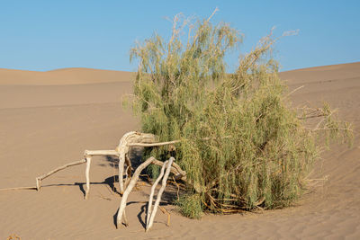 Dead plant on sand dune in desert against sky