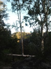 Trees against sky