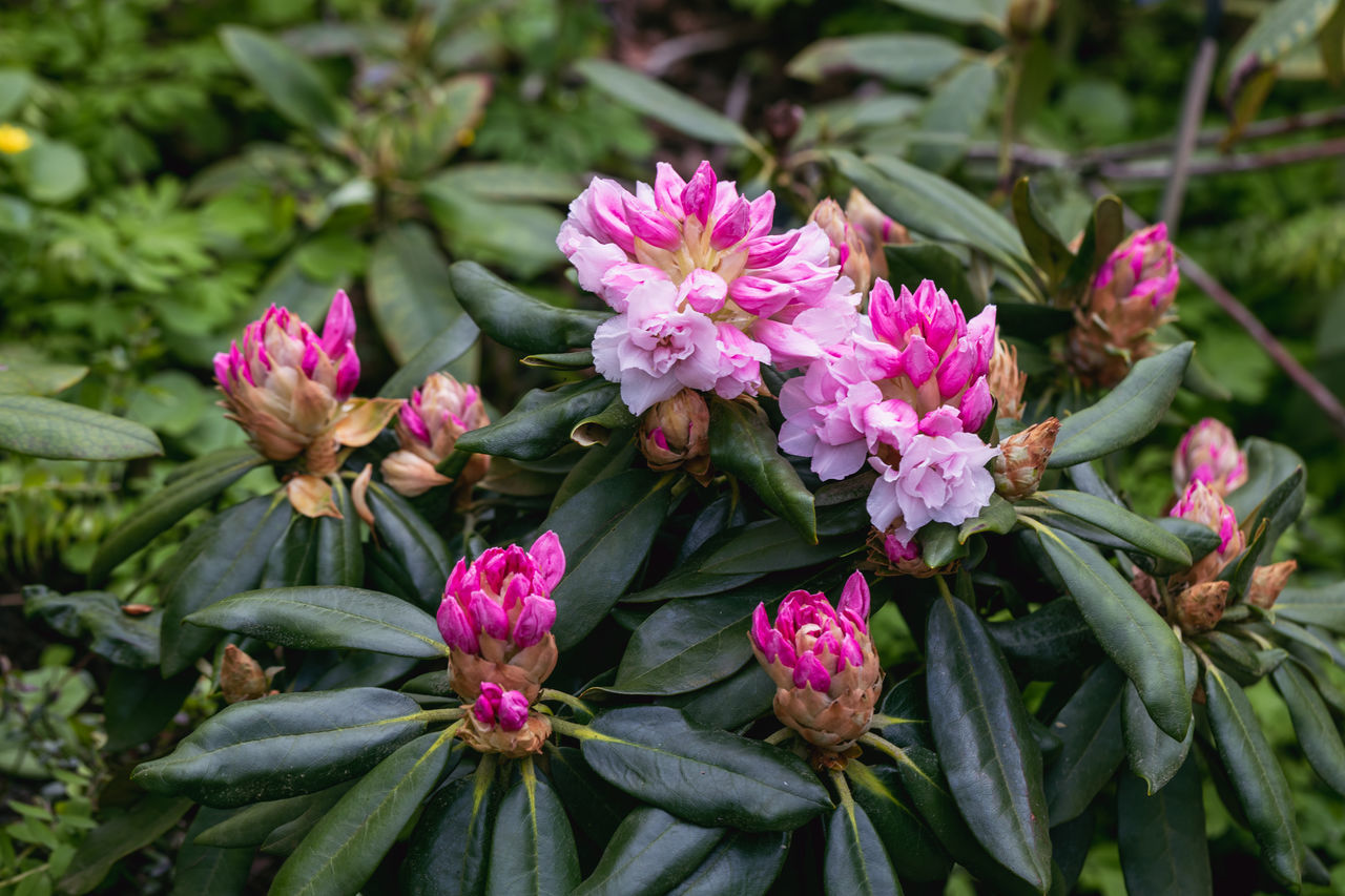 flower, plant, flowering plant, pink, beauty in nature, freshness, nature, plant part, leaf, close-up, shrub, green, no people, growth, botany, outdoors, blossom, day, fragility, flower head, botanical garden, inflorescence, petal, food and drink, summer, pattern, multi colored, focus on foreground, garden