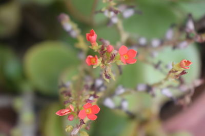 Close-up of pink flowers blooming outdoors