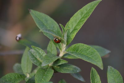 Close-up of insect on leaf